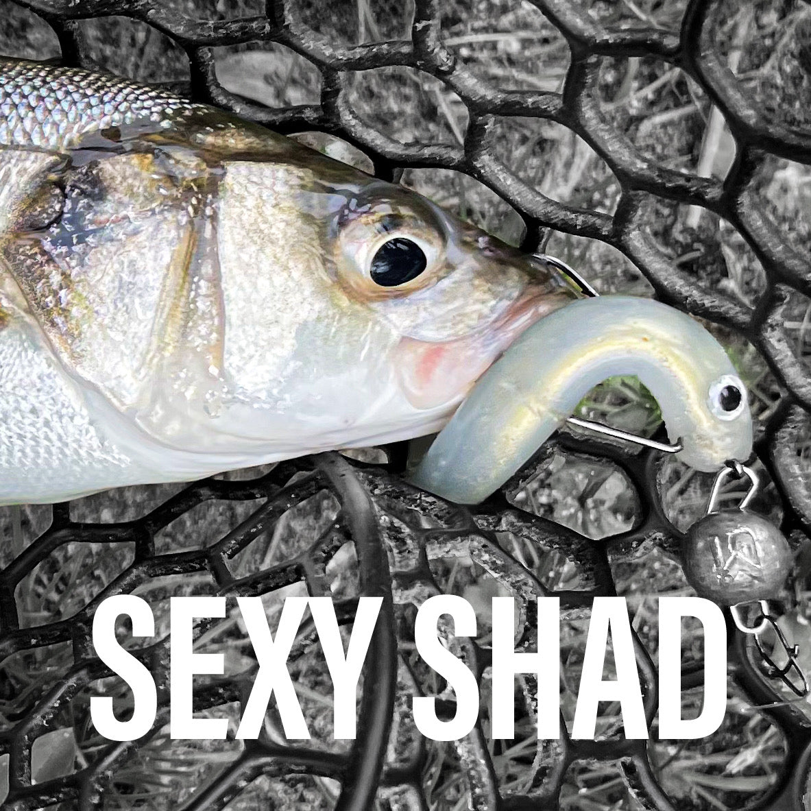 SR Sexy Shad